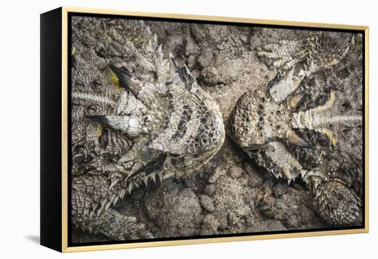 The Lines And Shapes Of A Pair Of Horned Lizards On The Hoffman Ranch In Alice Texas-Jay Goodrich-Framed Premier Image Canvas
