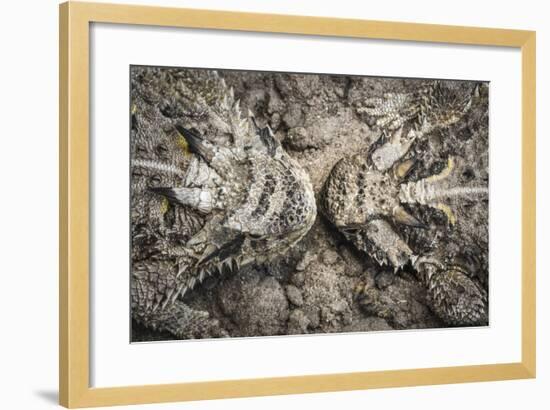 The Lines And Shapes Of A Pair Of Horned Lizards On The Hoffman Ranch In Alice Texas-Jay Goodrich-Framed Photographic Print