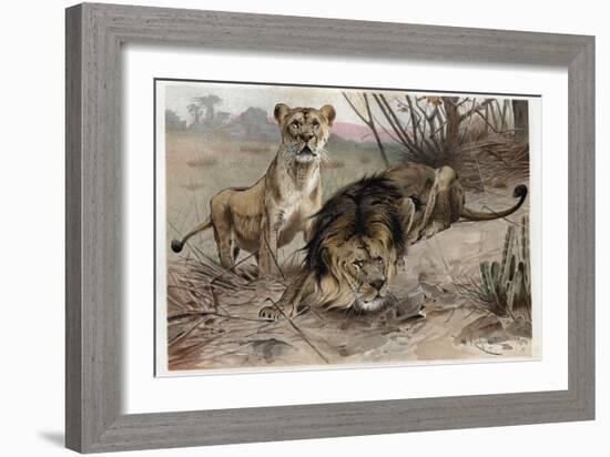 The Lion by Alfred Edmund Brehm-Stefano Bianchetti-Framed Giclee Print