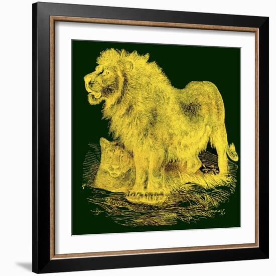 The Lion, Illustration from J. G. Wood's 'Illustrated Natural History', Published C.1850-English-Framed Giclee Print