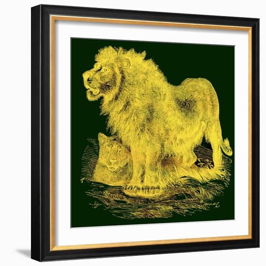 The Lion, Illustration from J. G. Wood's 'Illustrated Natural History', Published C.1850-English-Framed Giclee Print