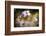 The Lion King-Fabien BRAVIN-Framed Photographic Print