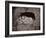 The Lion, Lucerne, Switzerland-Giorgio Sommer-Framed Photographic Print