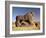 The Lion of Babylon, an over Life-Size Figure of a Lion Trampling a Man, Probably of Hittite Origin-null-Framed Giclee Print