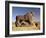 The Lion of Babylon, an over Life-Size Figure of a Lion Trampling a Man, Probably of Hittite Origin-null-Framed Giclee Print