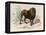 The Lion, 'Quadrupeds', from De Buffon-Georges-Louis Leclerc-Framed Stretched Canvas