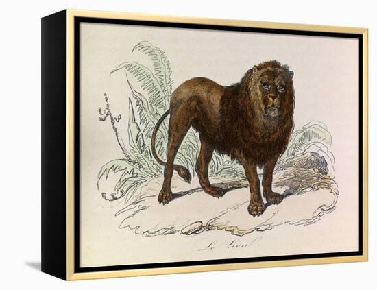 The Lion, 'Quadrupeds', from De Buffon-Georges-Louis Leclerc-Framed Stretched Canvas