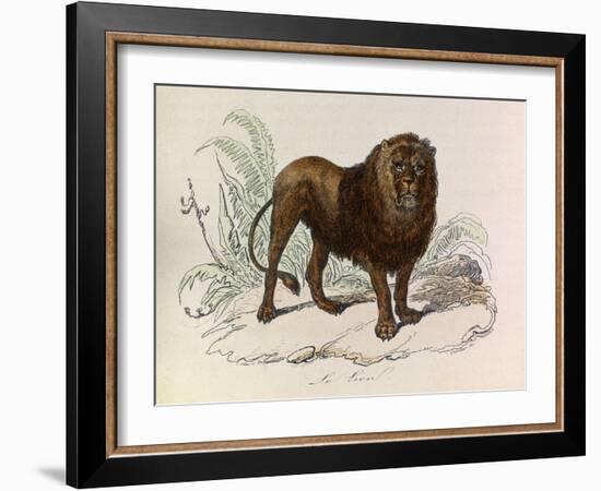 The Lion, 'Quadrupeds', from De Buffon-Georges-Louis Leclerc-Framed Art Print