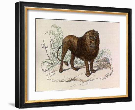 The Lion, 'Quadrupeds', from De Buffon-Georges-Louis Leclerc-Framed Art Print