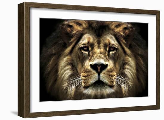 The Lion-SD Smart-Framed Photographic Print