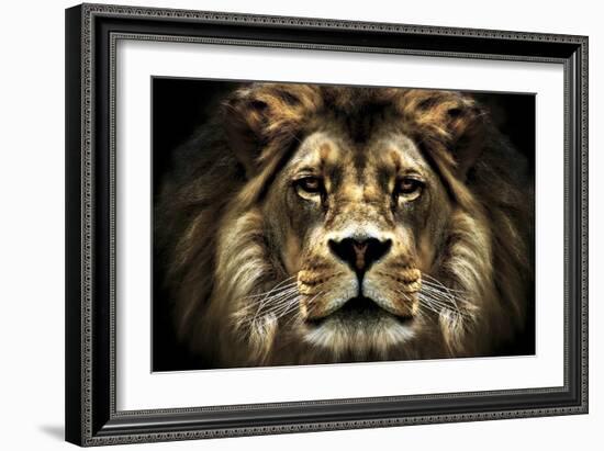 The Lion-SD Smart-Framed Photographic Print