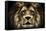 The Lion-SD Smart-Framed Stretched Canvas