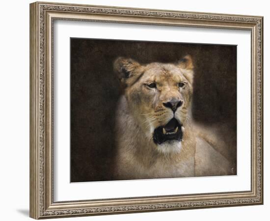 The Lioness Portrait-Jai Johnson-Framed Giclee Print