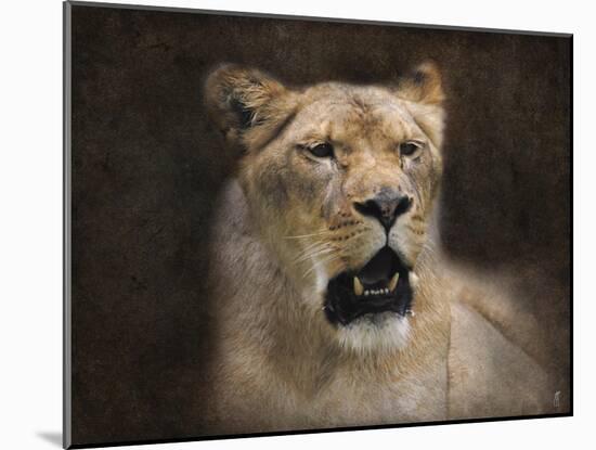 The Lioness Portrait-Jai Johnson-Mounted Giclee Print