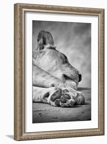 The Lions Paw-SD Smart-Framed Photographic Print