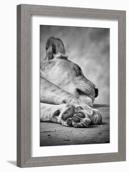 The Lions Paw-SD Smart-Framed Photographic Print