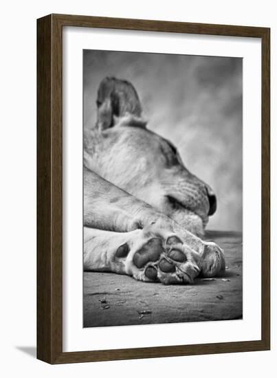 The Lions Paw-SD Smart-Framed Photographic Print