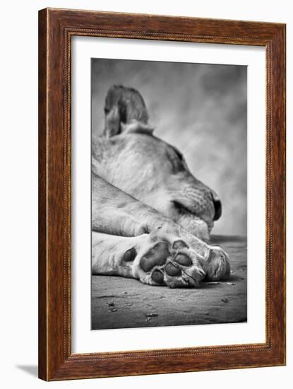 The Lions Paw-SD Smart-Framed Photographic Print