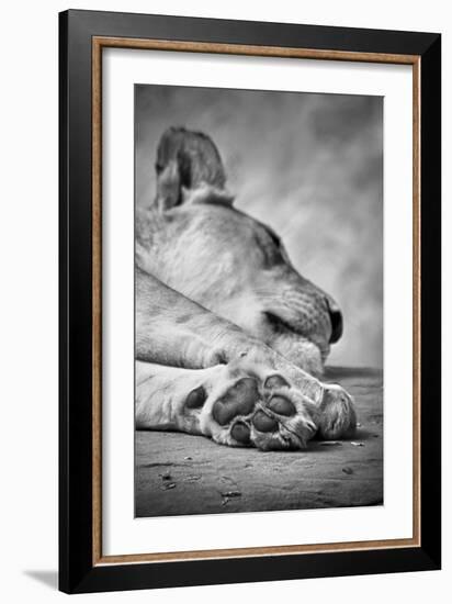 The Lions Paw-SD Smart-Framed Photographic Print