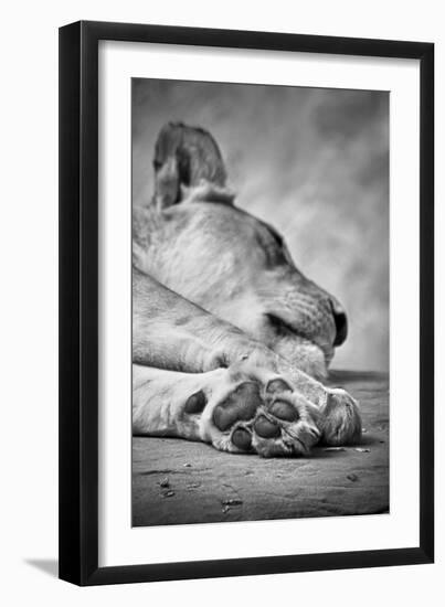 The Lions Paw-SD Smart-Framed Photographic Print