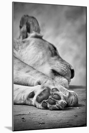 The Lions Paw-SD Smart-Mounted Photographic Print