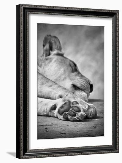 The Lions Paw-SD Smart-Framed Photographic Print