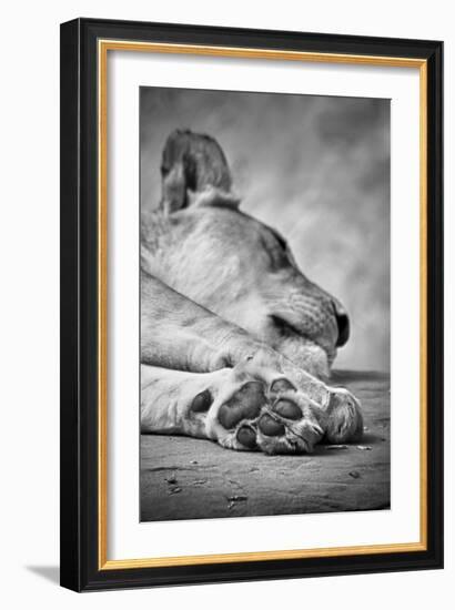 The Lions Paw-SD Smart-Framed Photographic Print