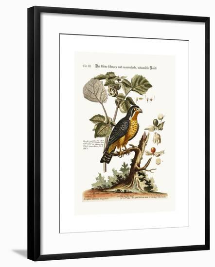 The Little Black and Orange-Coloured Indian Hawk, 1749-73-George Edwards-Framed Giclee Print