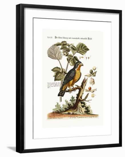 The Little Black and Orange-Coloured Indian Hawk, 1749-73-George Edwards-Framed Giclee Print