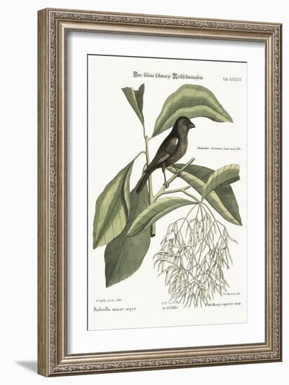 The Little Black Bullfinch, 1749-73-Mark Catesby-Framed Giclee Print