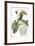 The Little Black Bullfinch, 1749-73-Mark Catesby-Framed Giclee Print