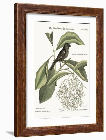 The Little Black Bullfinch, 1749-73-Mark Catesby-Framed Giclee Print