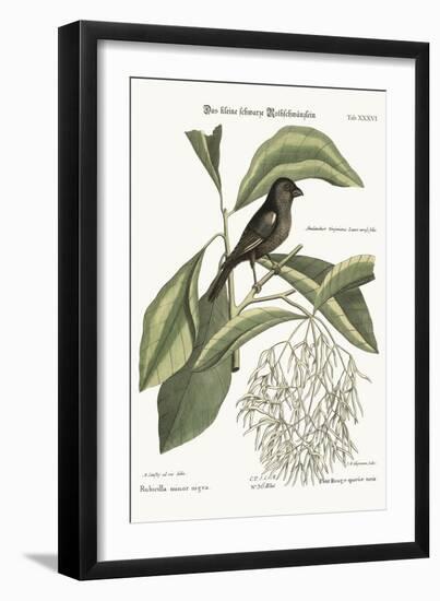 The Little Black Bullfinch, 1749-73-Mark Catesby-Framed Giclee Print