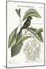 The Little Black Bullfinch, 1749-73-Mark Catesby-Mounted Giclee Print