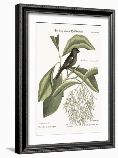 The Little Black Bullfinch, 1749-73-Mark Catesby-Framed Giclee Print
