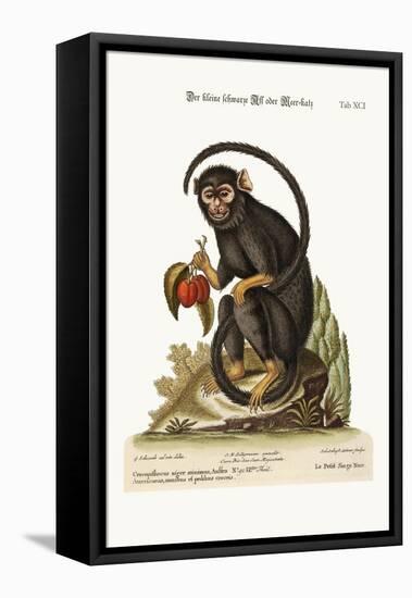 The Little Black Monkey, 1749-73-George Edwards-Framed Premier Image Canvas