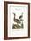 The Little Brown Bittern, 1749-73-George Edwards-Framed Giclee Print