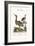 The Little Brown Bittern, 1749-73-George Edwards-Framed Giclee Print