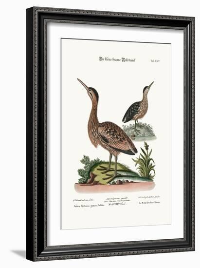 The Little Brown Bittern, 1749-73-George Edwards-Framed Giclee Print