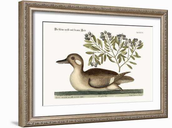 The Little Brown Duck, 1749-73-Mark Catesby-Framed Giclee Print