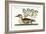 The Little Brown Duck, 1749-73-Mark Catesby-Framed Giclee Print