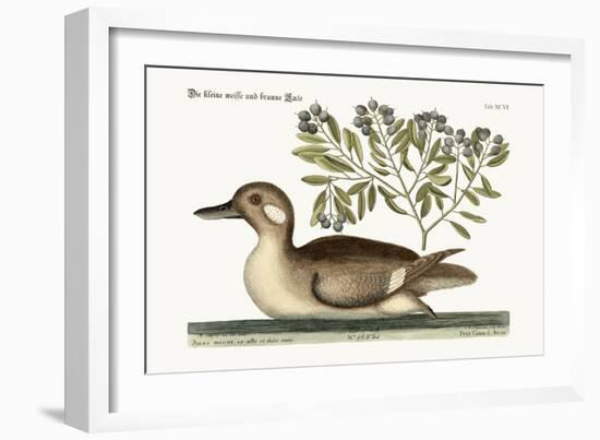 The Little Brown Duck, 1749-73-Mark Catesby-Framed Giclee Print