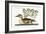 The Little Brown Duck, 1749-73-Mark Catesby-Framed Giclee Print