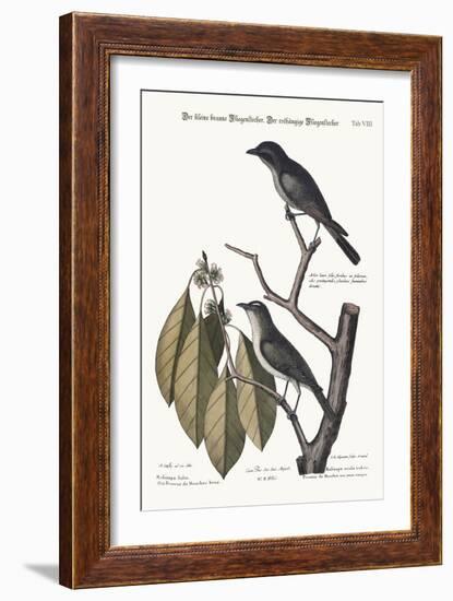 The Little Brown Flycatcher. the Red-Eyed Flycatcher, 1749-73-Mark Catesby-Framed Giclee Print