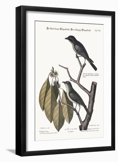 The Little Brown Flycatcher. the Red-Eyed Flycatcher, 1749-73-Mark Catesby-Framed Giclee Print