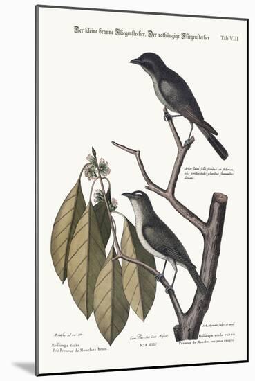 The Little Brown Flycatcher. the Red-Eyed Flycatcher, 1749-73-Mark Catesby-Mounted Giclee Print