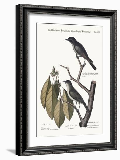 The Little Brown Flycatcher. the Red-Eyed Flycatcher, 1749-73-Mark Catesby-Framed Giclee Print