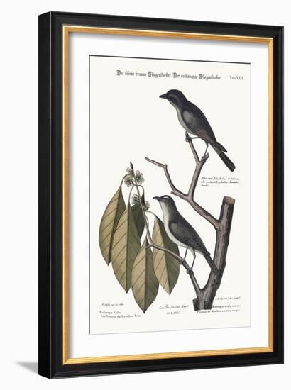 The Little Brown Flycatcher. the Red-Eyed Flycatcher, 1749-73-Mark Catesby-Framed Giclee Print