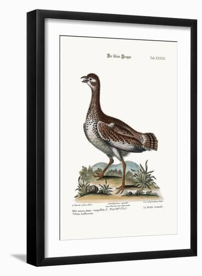 The Little Bustard, 1749-73-George Edwards-Framed Giclee Print