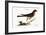 The Little Hawk, 1749-73-Mark Catesby-Framed Giclee Print